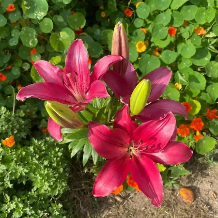 La Petite Maison Appartement Usigliano